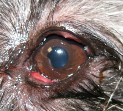 Close up of the right eye. 
